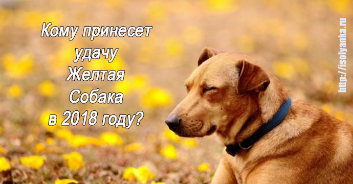 Кому принесет удачу Желтая Собака в 2018 году? | 1