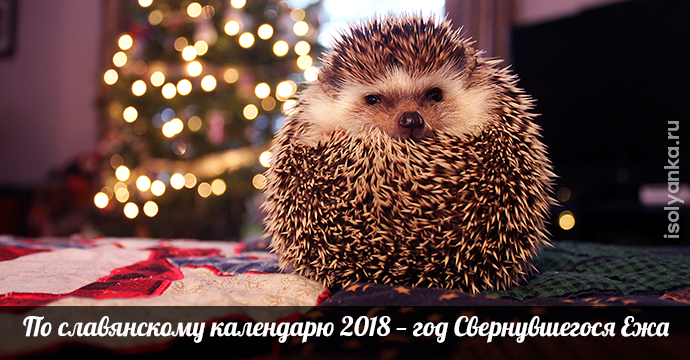 По славянскому календарю 2018 — год Свернувшегося Ежа | 1