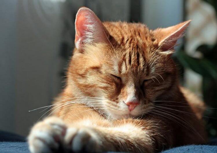 Как кошки выражают свою любовь к людям: 10 оригинальных способов | 9