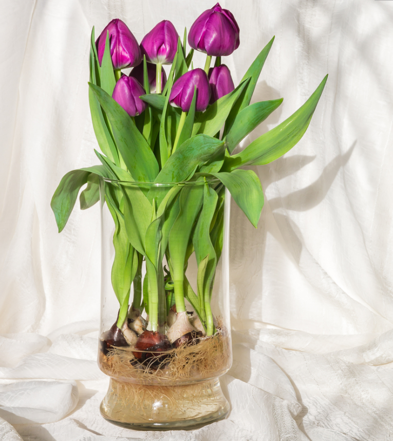 Как вырастить тюльпаны на подоконнике без грунта | 5