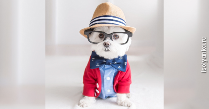 Самый стильный пёс: он покорил сердца пользователей Инстаграм! | 14