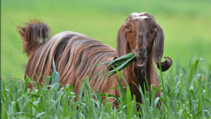 дамасские козы шами